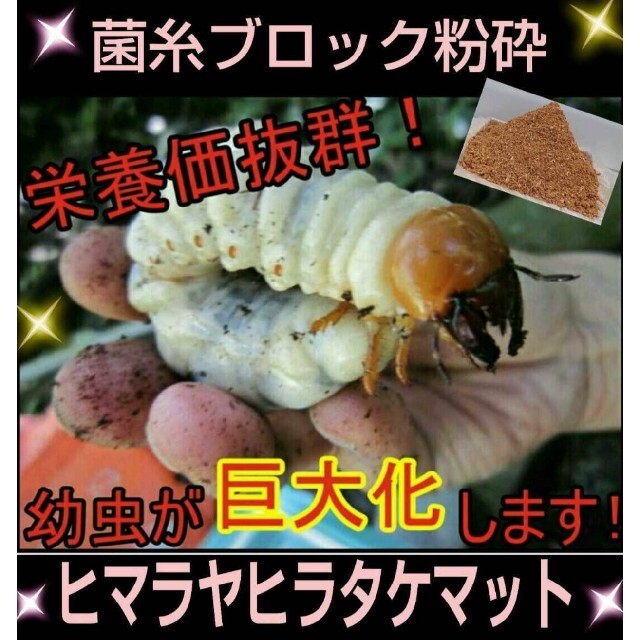 2021年4月に改良】活きた菌床を発送!ヒマラヤひらたけ菌床粉砕