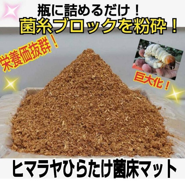 2021年4月に改良】活きた菌床を発送!ヒマラヤひらたけ菌床粉砕