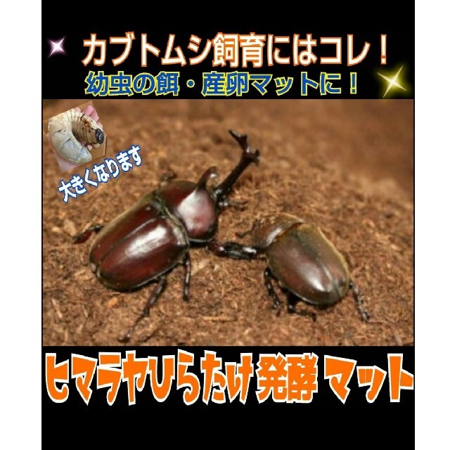 改良版雑虫混入％なし！ひらたけ発酵カブトマット幼虫の餌、産卵