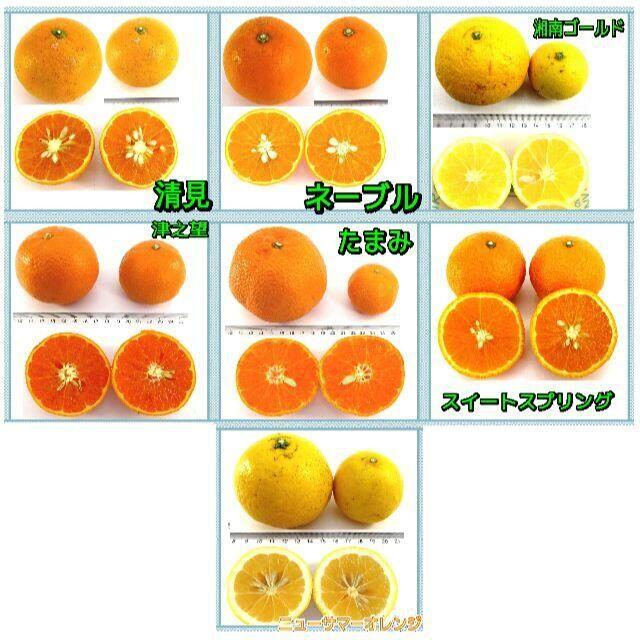 かんきつ色々詰合わせ🍊約8kg セット柑橘 ご家庭用 訳あり不選別 数限🉐 食品/飲料/酒の食品(フルーツ)の商品写真