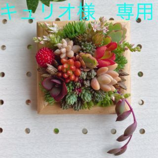 キュリオ様　専用★オーダー★寄せ植え★壁掛け★多肉植物(その他)