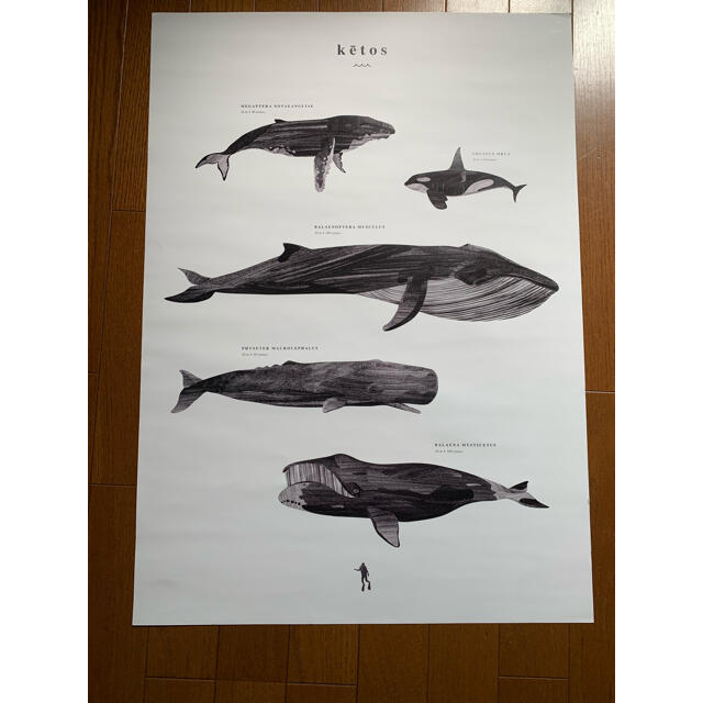 IKEA(イケア)のCoco Lapine Design くじらポスター KETOS 50x70cm エンタメ/ホビーの美術品/アンティーク(絵画/タペストリー)の商品写真