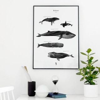 イケア(IKEA)のCoco Lapine Design くじらポスター KETOS 50x70cm(絵画/タペストリー)