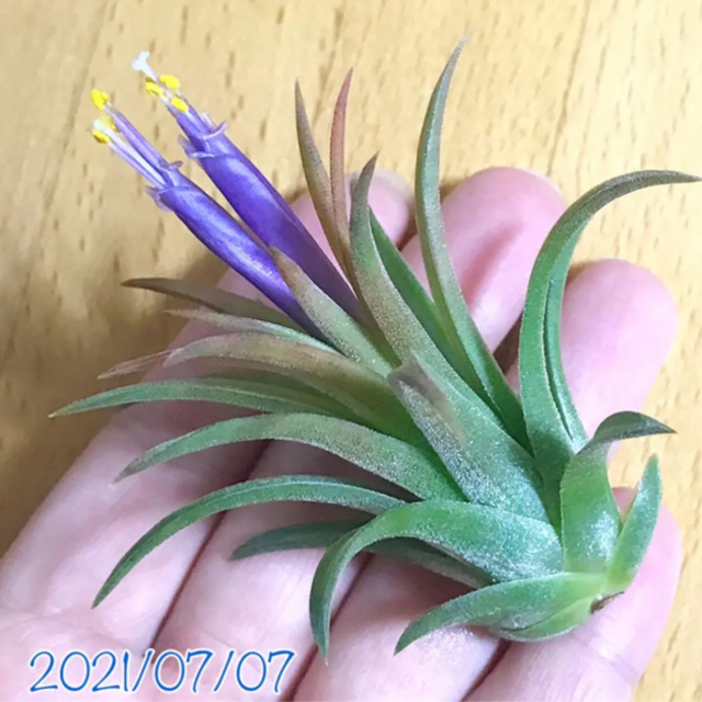 専用　エアープランツ ドルイド 子株 ② 折れ有 ＋ SP① その他のペット用品(アクアリウム)の商品写真