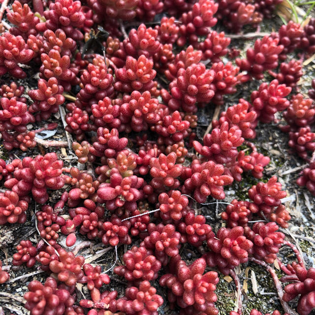 多肉植物　赤く紅葉するセダム コーラルカーペット 70苗 ハンドメイドのフラワー/ガーデン(その他)の商品写真