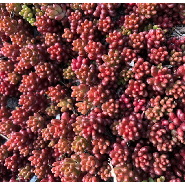 多肉植物　赤く紅葉するセダム コーラルカーペット 70苗 ハンドメイドのフラワー/ガーデン(その他)の商品写真