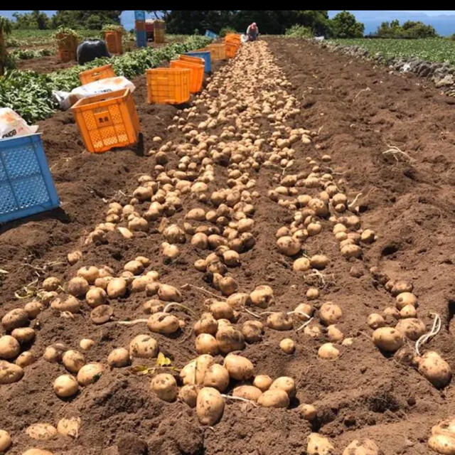 新じゃがいも10kg  長崎県産 食品/飲料/酒の食品(野菜)の商品写真