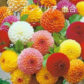 ダリア  25粒  ポンポン咲き  混合  花種(プランター)