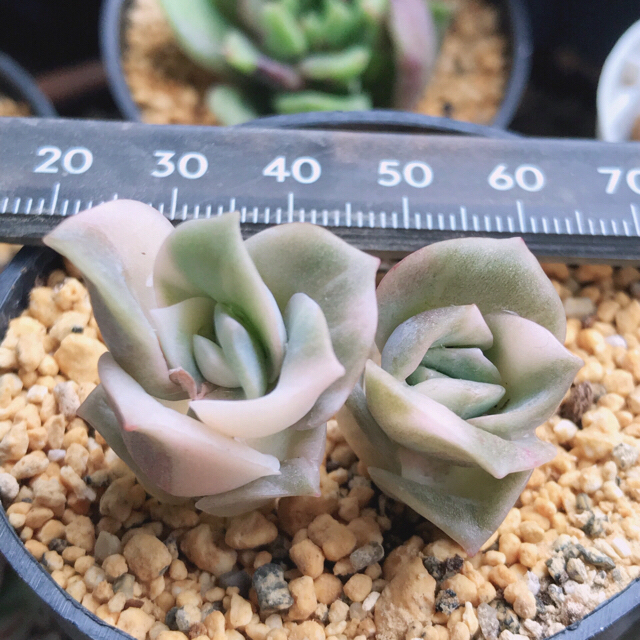 多肉植物 二頭極上斑入り ラブリーローズ錦 白斑入りの通販 by Nan 鉢