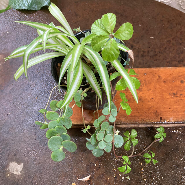 現在生育中。4種寄せ植えA シュガーバインみせばや子持ち蓮華オリヅルラン ハンドメイドのフラワー/ガーデン(その他)の商品写真