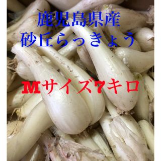 鹿児島県産砂丘らっきょうMサイズ7キロ(野菜)