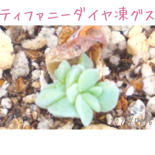 ミルクゼリー 葉挿し 未発根芽 多肉植物 韓国苗