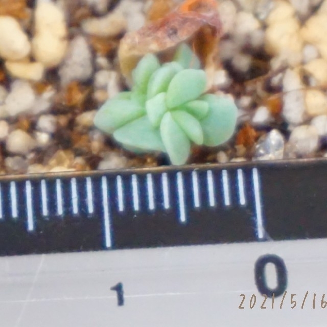 【大人気品種】ミルクゼリー 葉挿し 発芽発根済み！ 多肉植物