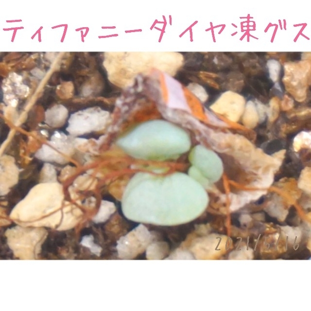 ティファニーダイヤ凍グス 発芽発根済み 多肉植物ハンドメイド