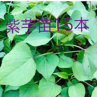 紫芋苗15本(野菜)