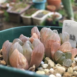 多肉植物　ハオルチア　(その他)