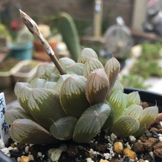 多肉植物　ハオルチア(その他)