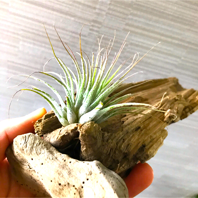 【コルク付】P.veitchii ビカクシダ イオナンタ 着生植物