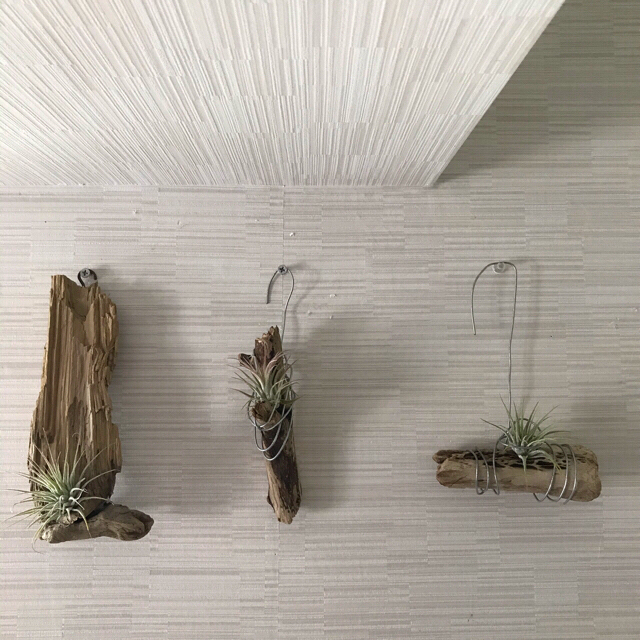 ウスネオイデス　イオナンタ　流木　ハンギング　エアープランツ エンタメ/ホビーのエンタメ その他(その他)の商品写真