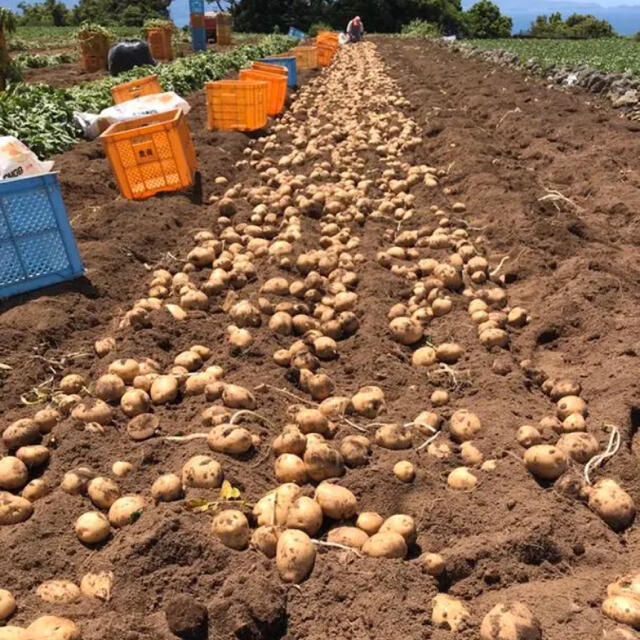 新じゃがいも5kg 長崎県産 食品/飲料/酒の食品(野菜)の商品写真