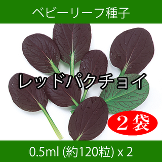 ベビーリーフ種子 B-28 レッドパクチョイ 0.5ml 約120粒 x 2袋(野菜)