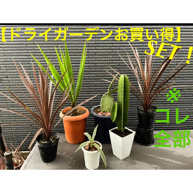 りささん専用❗️コル①株のみ【ドライガーデンお買い得SET❗️】その他