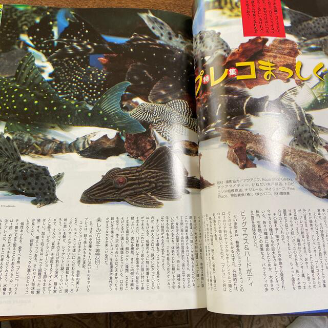 kyousuke様専用 月刊 AQUA LIFE (アクアライフ) 5月06月号 エンタメ/ホビーの雑誌(趣味/スポーツ)の商品写真