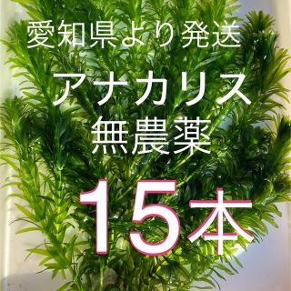 アマフロ5株＋アナカリス15本(アクアリウム)