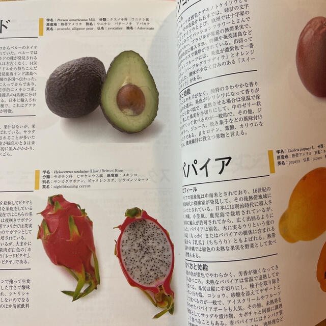 花図鑑 野菜＋果物 エンタメ/ホビーの本(趣味/スポーツ/実用)の商品写真