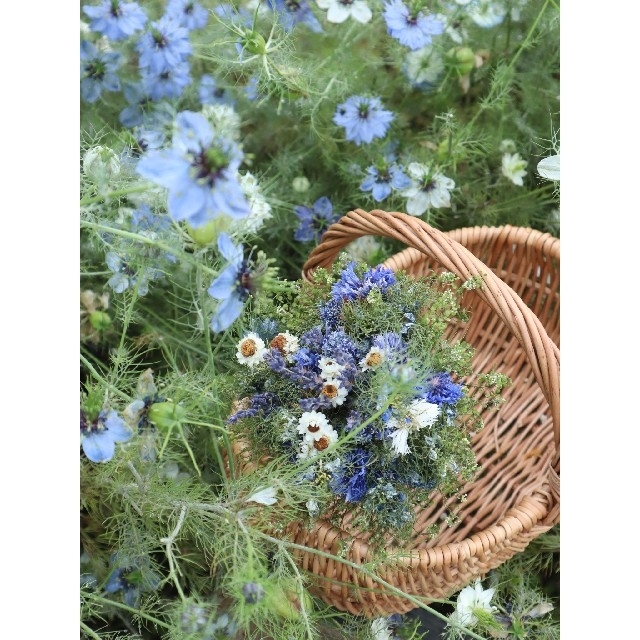 雨上がりの畑より❁初夏の花ニゲラとラベンダーのブーケ。ドライフラワースワッグ ハンドメイドのフラワー/ガーデン(ドライフラワー)の商品写真