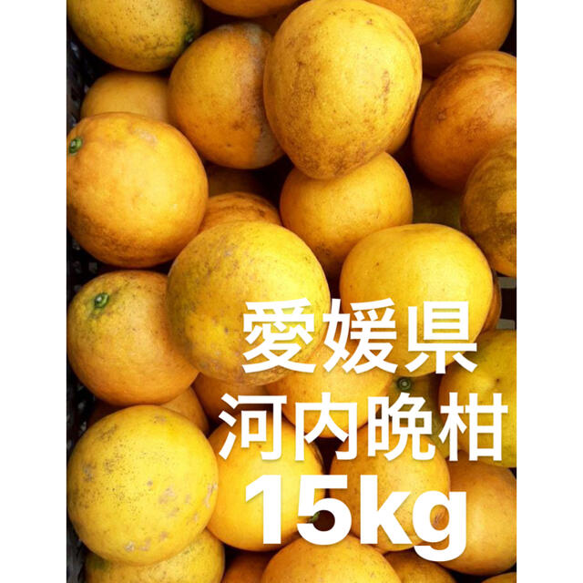 愛媛県　宇和ゴールド　河内晩柑　15kg 食品/飲料/酒の食品(フルーツ)の商品写真