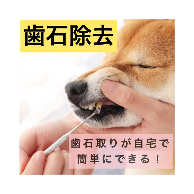 ペット用歯石スケーラー/デンタルケア/歯石除去/犬猫用 その他のペット用品(犬)の商品写真