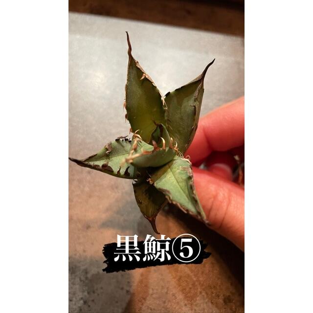 アガベ チタノタ 黒鯨⑤ 台湾株 みつ様専用