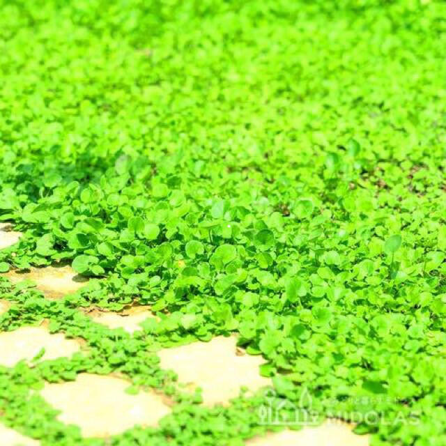 【まき時】ダイカンドラ ディコンドラ 100g種子。《7平米》芝生へ ハンドメイドのフラワー/ガーデン(その他)の商品写真