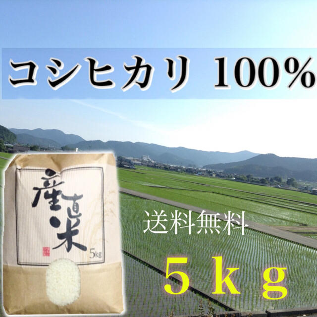 【大好評☆農家直送】愛媛県産コシヒカリ100％  ５ｋｇ 一等米 食品/飲料/酒の食品(米/穀物)の商品写真