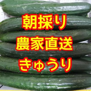 訳あり　無加温きゅうり(野菜)