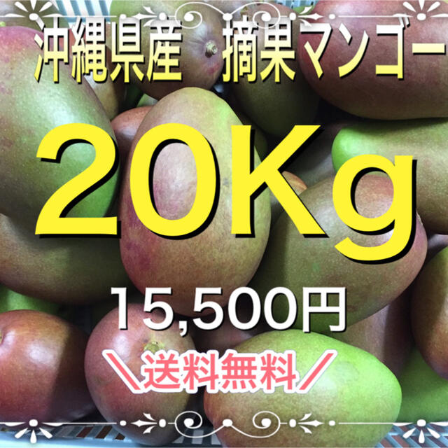 沖縄県産摘果マンゴー20Kg　あなたにおすすめの商品