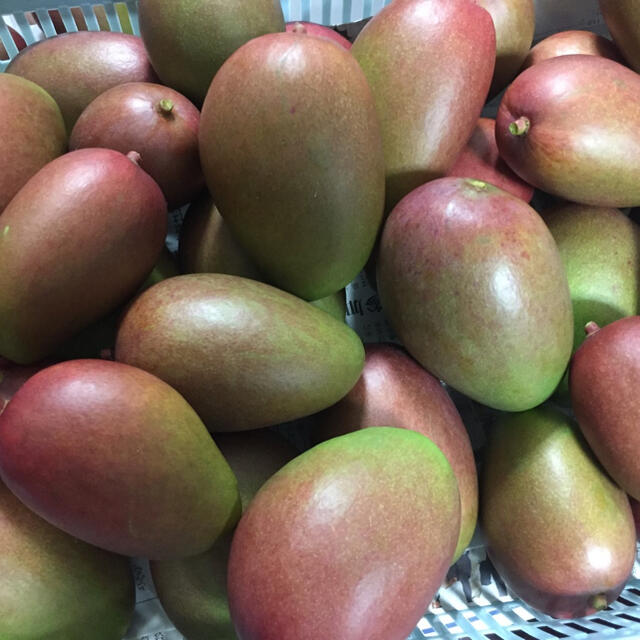 沖縄県産摘果マンゴー20Kg - フルーツ