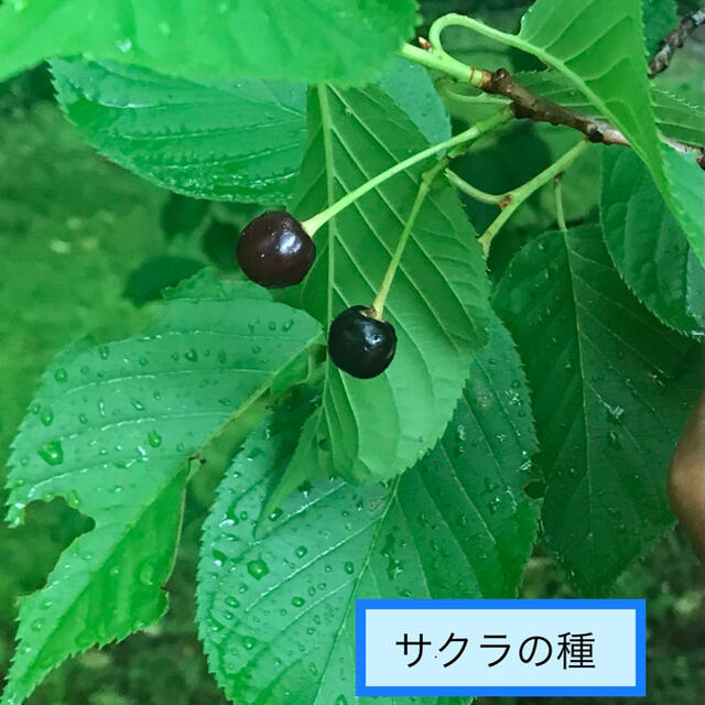桜の種 30個 Aの通販 By Green S Shop ラクマ 桜の種 30個 Aの通販 By Green S Shop ラクマ