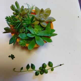 多肉植物おまかせ詰め合わせ(プランター)