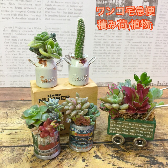 多肉植物　juriさま専用ページですハンドメイド