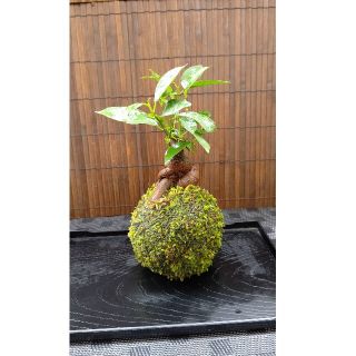 苔玉 ガジュマル①ふわふわ天然ハイゴケ(その他)