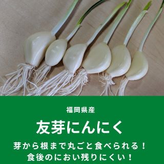 友芽にんにく【てんてん様専用】(野菜)