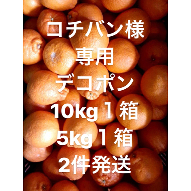 コチバン様　専用　愛媛県産　デコポン　10kg ＋5kg 食品/飲料/酒の食品(フルーツ)の商品写真