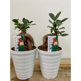 ガジュマル　2鉢セット　4寸(その他)