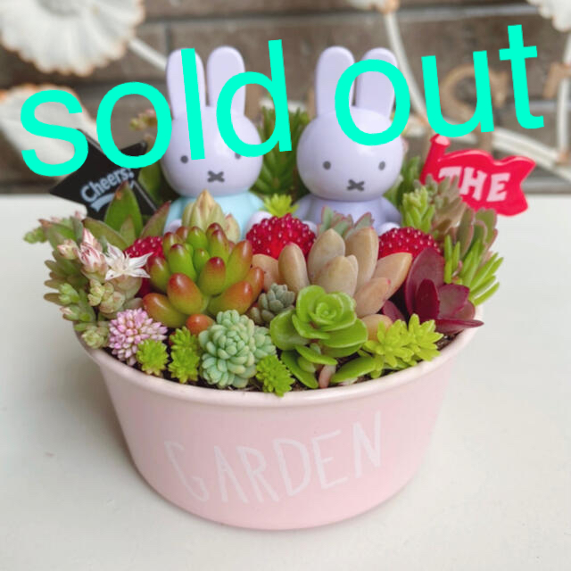 ★★モリモリ❤️可愛い★ミッフィー★寄せ植え★このまま飾れます★多肉植物 ★★モリモリ❤️可愛い★ミッフィー★寄せ植え★このまま飾れます★多肉植物