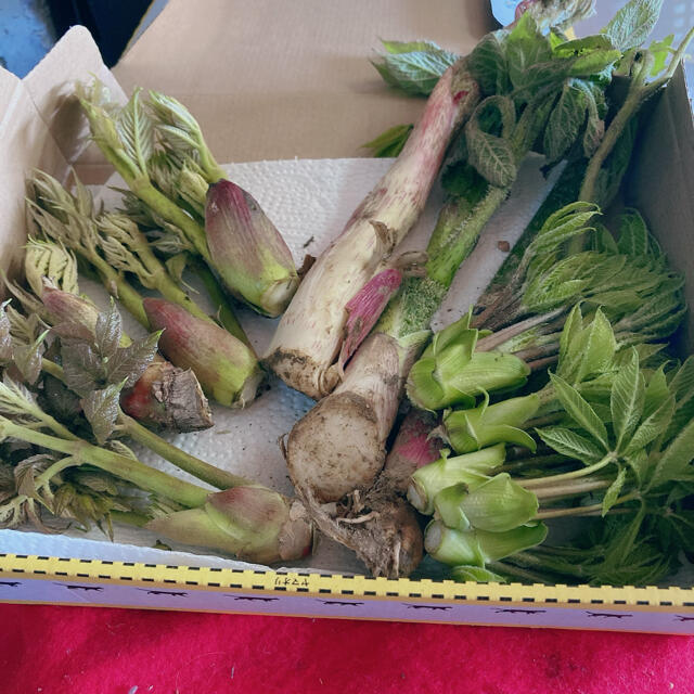 猫又　白様　専用 食品/飲料/酒の食品(野菜)の商品写真