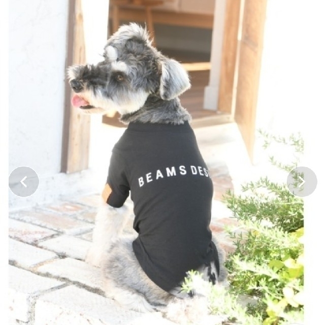 BEAMS(ビームス)のBEAMS DESIGN/ビームス デザイン/スタンダードシャツ/犬服 その他のペット用品(犬)の商品写真