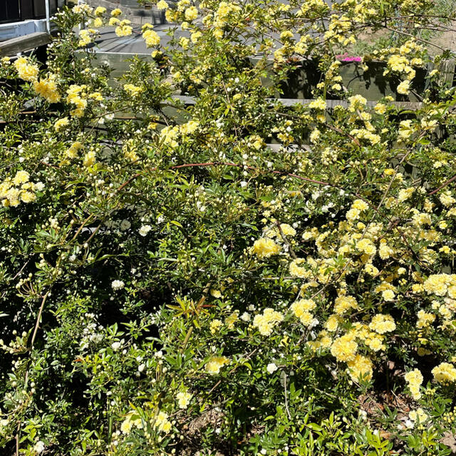 モッコウバラ白　黄色さし穂 ハンドメイドのフラワー/ガーデン(ドライフラワー)の商品写真