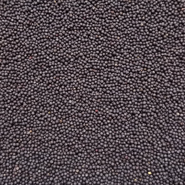 ベビーリーフ種子 B-37 切葉レッドケール 2.5ml 約540粒 x 2袋 食品/飲料/酒の食品(野菜)の商品写真